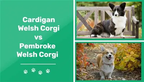 Cardigan Welsh vs Pembroke Welsh Corgi: Rozdíly (s obrázky)