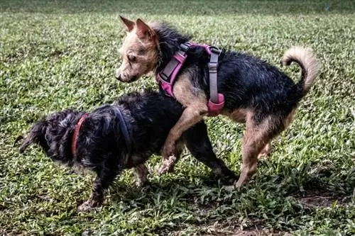 Proč psí samice hrbolí? 6 společných důvodů