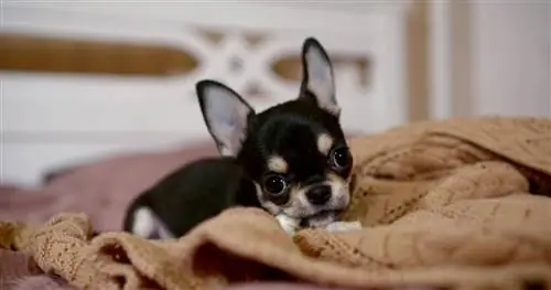 Perché i cani mordicchiano le coperte? 6 ragioni per questo comportamento