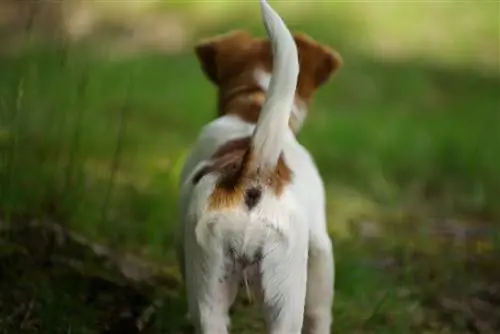 ¿Por qué los perros tienen cola? Explicación de la anatomía canina