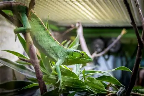 Monkey Anole: ลักษณะ, ประวัติ, อาหาร & คู่มือการดูแล (พร้อมรูปภาพ)