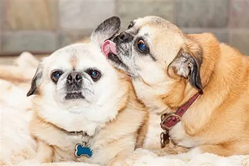 Hvorfor slikker hunde hinandens ører? 6 almindelige årsager