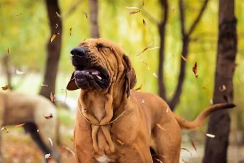Hvorfor nyser hunde, når de er ophidsede? 5 mulige årsager