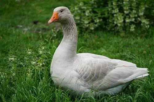 Steinbacher Goose: Fakte, Përdorime, Origjina & Karakteristikat