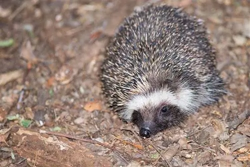 South African Hedgehog: Info, Care Guide & Traits