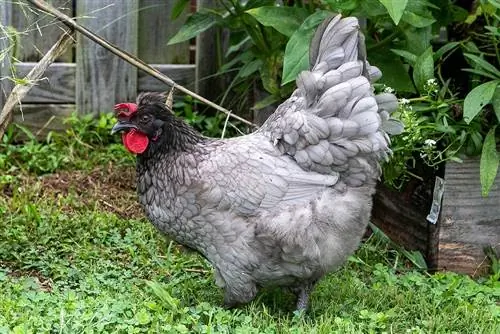 Olive Egger Chickens: Qhov Tseeb, Siv Tau, Keeb Kwm & Yam ntxwv