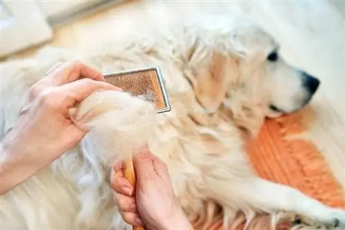 8 najboljih četki za pse za matiranu dlaku u 2023.: Recenzije & Najbolji izbor