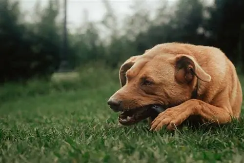 10 بهترین استخوان سگ برای جویدن های تهاجمی در سال 2023 – نظرات & انتخاب برتر