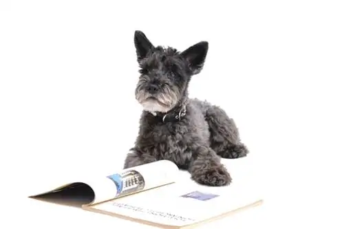 10 cuốn sách huấn luyện chó con hay nhất năm 2023 – Nhận xét & Lựa chọn hàng đầu