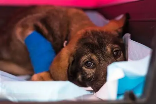 Parvo kutyáknál: Állatorvos által megmagyarázott okok, jelek & Gondozás