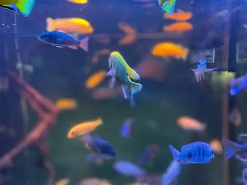 9 parasta makean veden akvaariota vuonna 2023 – Arvostelut & Ostajan opas