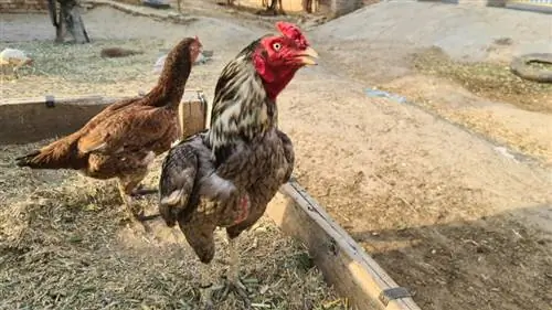 Shamo Chicken Breed: Facts, Pictures, Uses, Origins & Χαρακτηριστικά