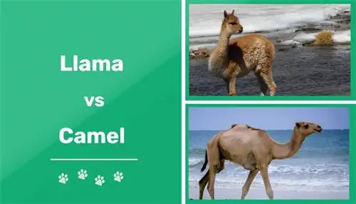 Llama vs Camel. Visual Differences & Overview