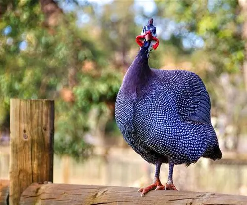 Royal Purple Guinea Fowl: Mga Katotohanan, Pinagmulan & Mga Katangian