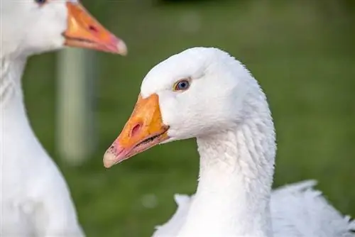 Roman Goose: tosiasiat, käyttötarkoitukset, alkuperä & Ominaisuudet