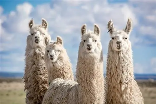 Hvor kommer lamaer fra? Fakta & FAQ