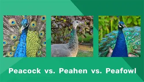 Peacock vs. Peahen vs. Peafowl: Visuelle forskjeller & Kjennetegn