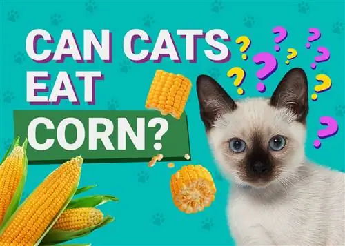Ali lahko mačke jedo koruzo? Veterinarno pregledana dejstva o hranilni vrednosti