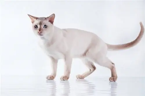 Zdravstveni problemi mačke Tonkinese: 7 problema pregledanih od strane veterinara & Što učiniti