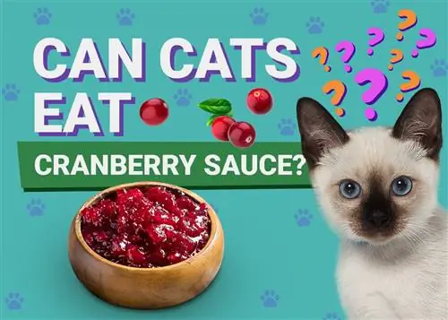 Ali lahko mačke jedo brusnično omako? (Veterinarno pregledana dejstva o hranilni vrednosti)