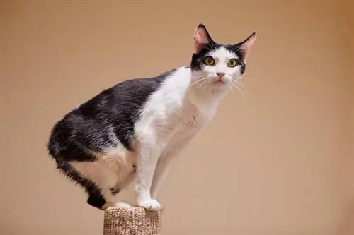 Manx Cat: Info Trah, Gambar, Temperamen & Sifat