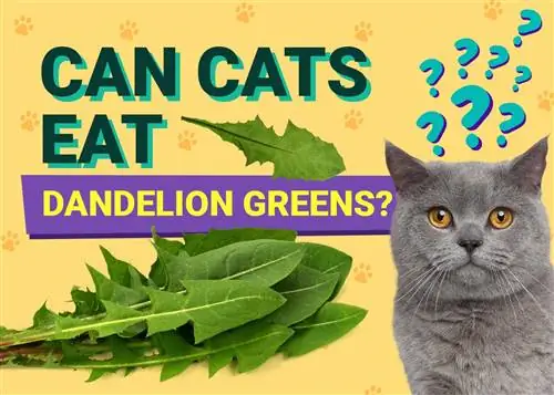 Els gats poden menjar verdures de dent de lleó? El que has de saber