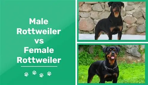 Uros vs naaras Rottweilerit: ero (kuvien kanssa)