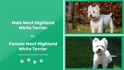 Erkak va urg'ochi West Highland White Terrier: farqlar (rasmlar bilan)