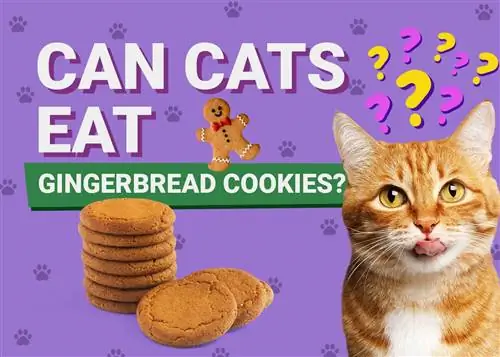 Maaari bang Kumain ng Gingerbread Cookies ang Mga Pusa? Sinuri ng Vet ang Nutrition Facts