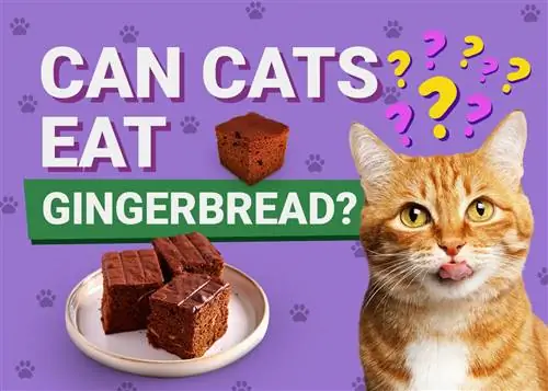 Pişiklər Gingerbread yeyə bilərmi? Baytar Baxılan Faktlar & FAQ