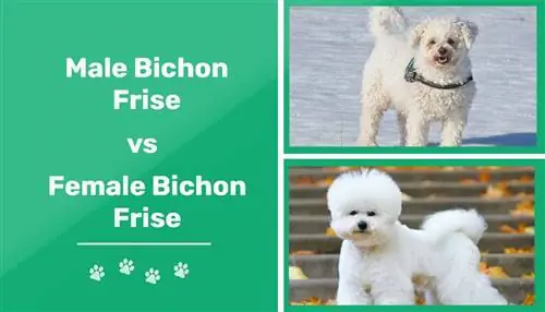 Bichon Frise Pria vs Wanita: Perbedaan (Dengan Gambar)