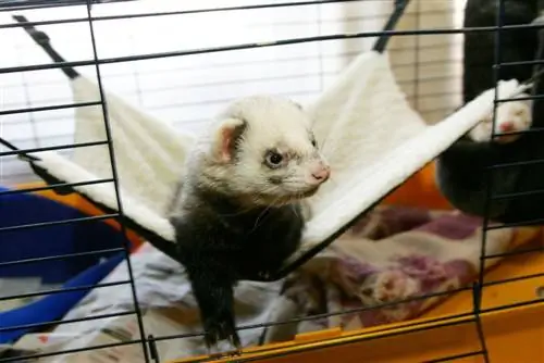 7 DIY Ferret-hangmatplanne (met instruksies)