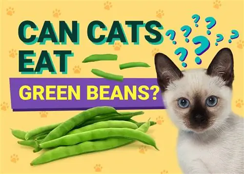 Maaari Bang Kumain ang Pusa ng Green Beans? Ipinaliwanag ang Mga Benepisyo sa Sinuri ng Vet
