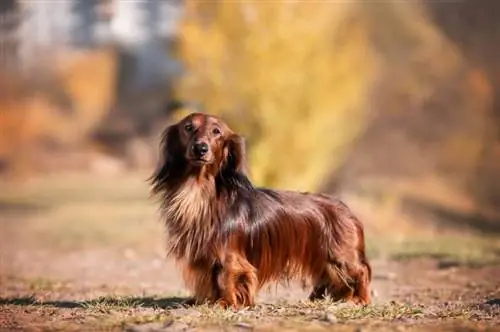 National Gravhundedag 2023: Når det er & Sådan fejres det