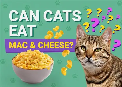 Môžu mačky jesť syr Mac &? Fakty o výžive posúdené veterinárom & často kladené otázky