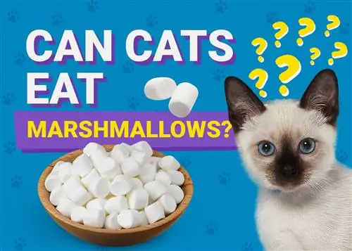 Ali lahko mačke jedo marshmallow? Veterinarno pregledana dejstva o hranilni vrednosti