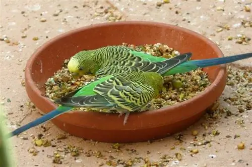 2023-cü ildə PetSmart-da 10 Ən Yaxşı Parakeet Yeməyi – Rəylər & Ən Yaxşı Seçilmişlər