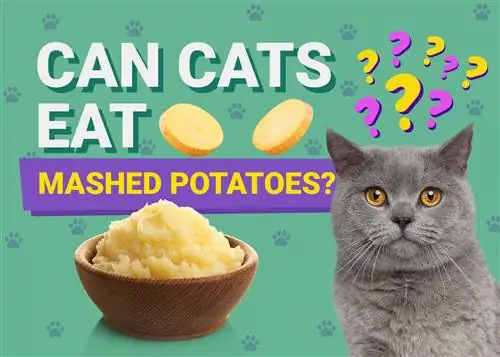 Ali lahko mačke jedo pire krompir? Veterinarno pregledana dejstva o hranilni vrednosti