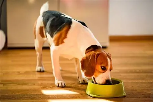 Els 10 millors aliments per a gossos per a gossos mitjans el 2023: ressenyes & millors opcions
