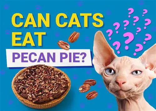 Kunnen katten pecantaart eten? Dierenarts beoordeelde voedingsfeiten