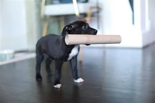 10 DIY zabawek dla psów, które zapewnią Twojemu szczeniakowi zajęcie (ze zdjęciami): zatwierdzone przez weterynarza pomysły
