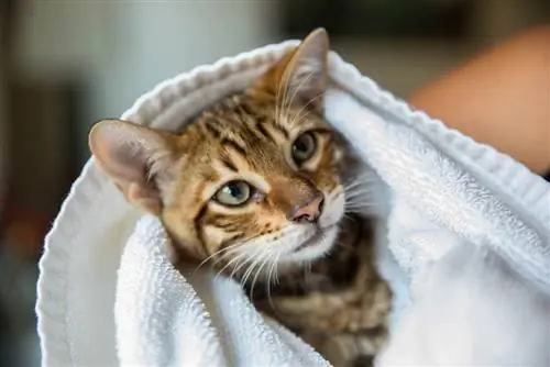 Zdravstveni problemi mačke Toyger: 6 zabrinutosti & Savjeti odobreni od strane veterinara