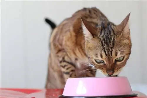Qu'est-ce que les chats aiment manger au petit-déjeuner ? 5 idées approuvées par les vétérinaires