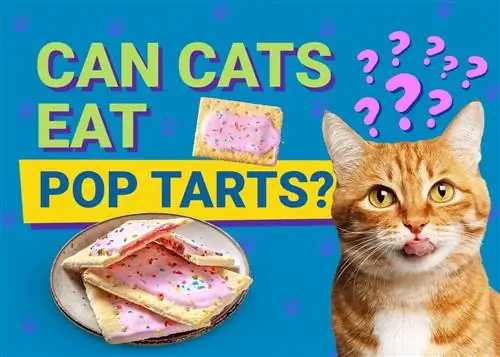 Ali lahko mačke jedo pop-tarte? Dejstva & Pogosta vprašanja