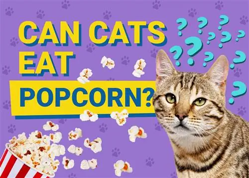 هل تستطيع القطط أكل الفشار؟ حقائق معتمدة من قبل الطبيب البيطري & FAQ