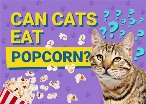 Kunnen katten popcorn eten? Door dierenartsen goedgekeurde feiten & Veelgestelde vragen