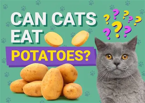 Kan katte spise kartofler? Dyrlægegodkendte fakta & FAQ