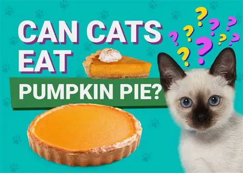 Môžu mačky jesť tekvicový koláč? Fakty preskúmané veterinárom