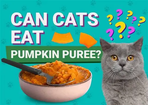 Kan katte pampoenpuree eet? Feite nagegaan deur veearts