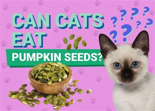 Môžu mačky jesť tekvicové semienka? (Fakty o výžive skontrolované veterinárom)